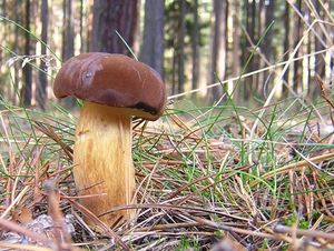 Hřib hnědý - Boletus badius (Fr.) Fr.