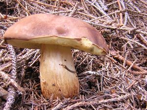 Hřib hnědý - Boletus badius (Fr.) Fr.