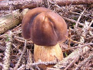 Hřib hnědý - Boletus badius (Fr.) Fr.