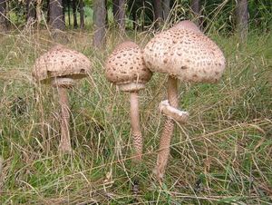 Bedla vysoká - Macrolepiota procera (Scop.) Singer 1948