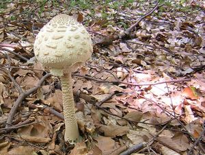 Bedla vysoká - Macrolepiota procera (Scop.) Singer 1948