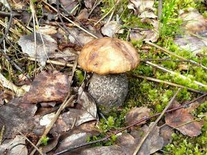 Klikni pro velký obrázek