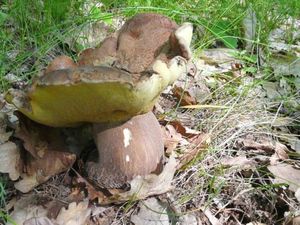 Klikni pro velký obrázek