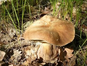 Klikni pro velký obrázek