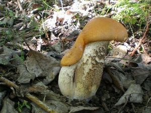 Klikni pro velký obrázek