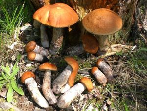 Klikni pro velký obrázek