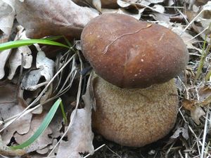 Klikni pro velký obrázek