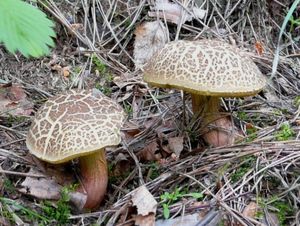 Klikni pro velký obrázek