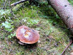 Klikni pro velký obrázek