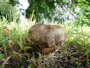 Klikni pro velký obrázek