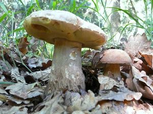 Klikni pro velký obrázek