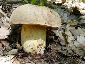 Klikni pro velký obrázek