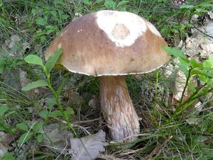 Klikni pro velký obrázek