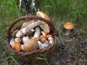 Klikni pro velký obrázek