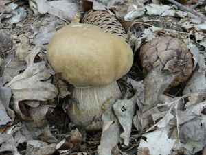 Klikni pro velký obrázek