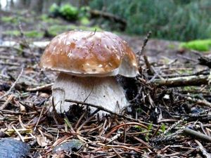 Klikni pro velký obrázek