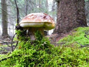 Klikni pro velký obrázek