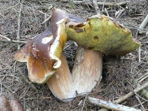 Klikni pro velký obrázek