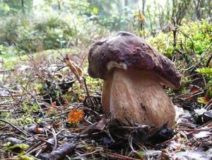 Klikni pro velký obrázek