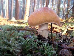 Klikni pro velký obrázek