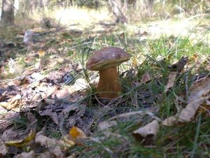 Klikni pro velký obrázek