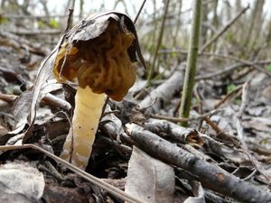 Klikni pro velký obrázek