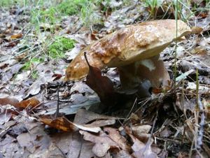 Klikni pro velký obrázek