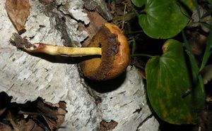 Klikni pro velký obrázek