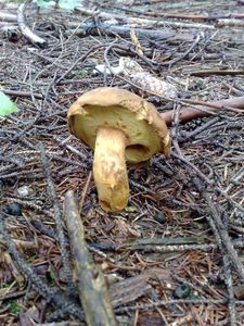 Klikni pro velký obrázek