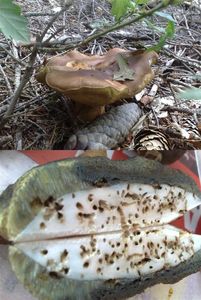 Klikni pro velký obrázek