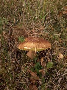 Klikni pro velký obrázek