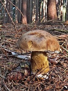 Klikni pro velký obrázek