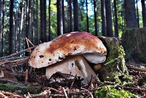 Klikni pro velký obrázek