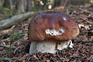 Klikni pro velký obrázek