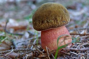 Klikni pro velký obrázek