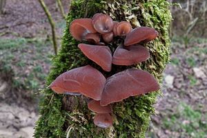 Klikni pro velký obrázek