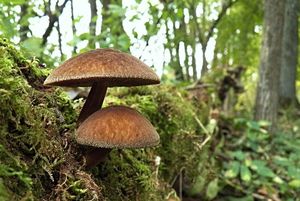 Klikni pro velký obrázek