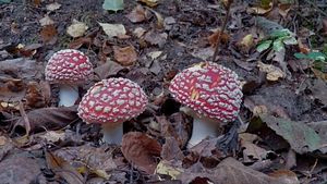 Klikni pro velký obrázek