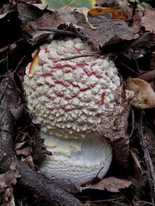 Klikni pro velký obrázek