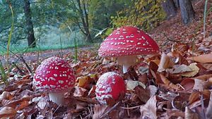 Klikni pro velký obrázek