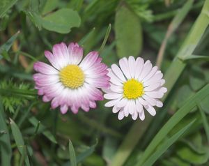 Sedmikráska obecná (Bellis perennis)