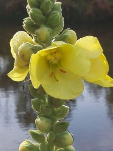 Divizna velkokvětá (Verbascum thapsiforme)