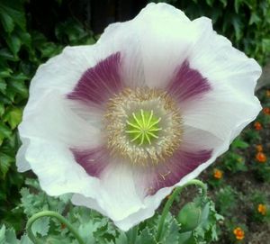 Mák setý (Papaver somniferum L.)