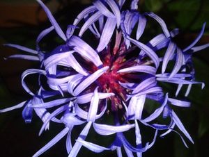 Chrpa horská (Centaurea montana)