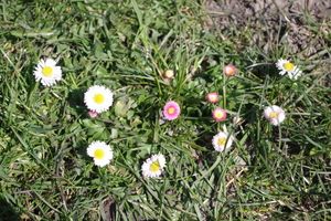 Sedmikráska obecná (Bellis perennis)