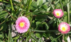 Sedmikráska obecná (Bellis perennis)