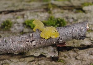 Rosolovka mozkovitá - Tremella mesenterica Retz. 1769