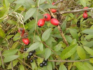 Růže šípková (Rosa canina)