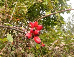 Růže šípková (Rosa canina)