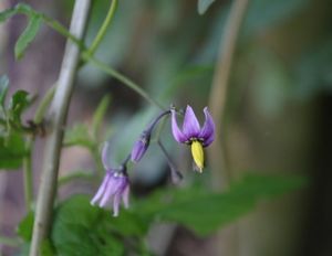 Lilek potměchuť (Solanum dulcamara)